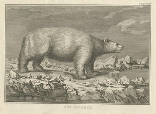 Original Antique Engraving of a Polar Bear by Cook, 1803, view 3