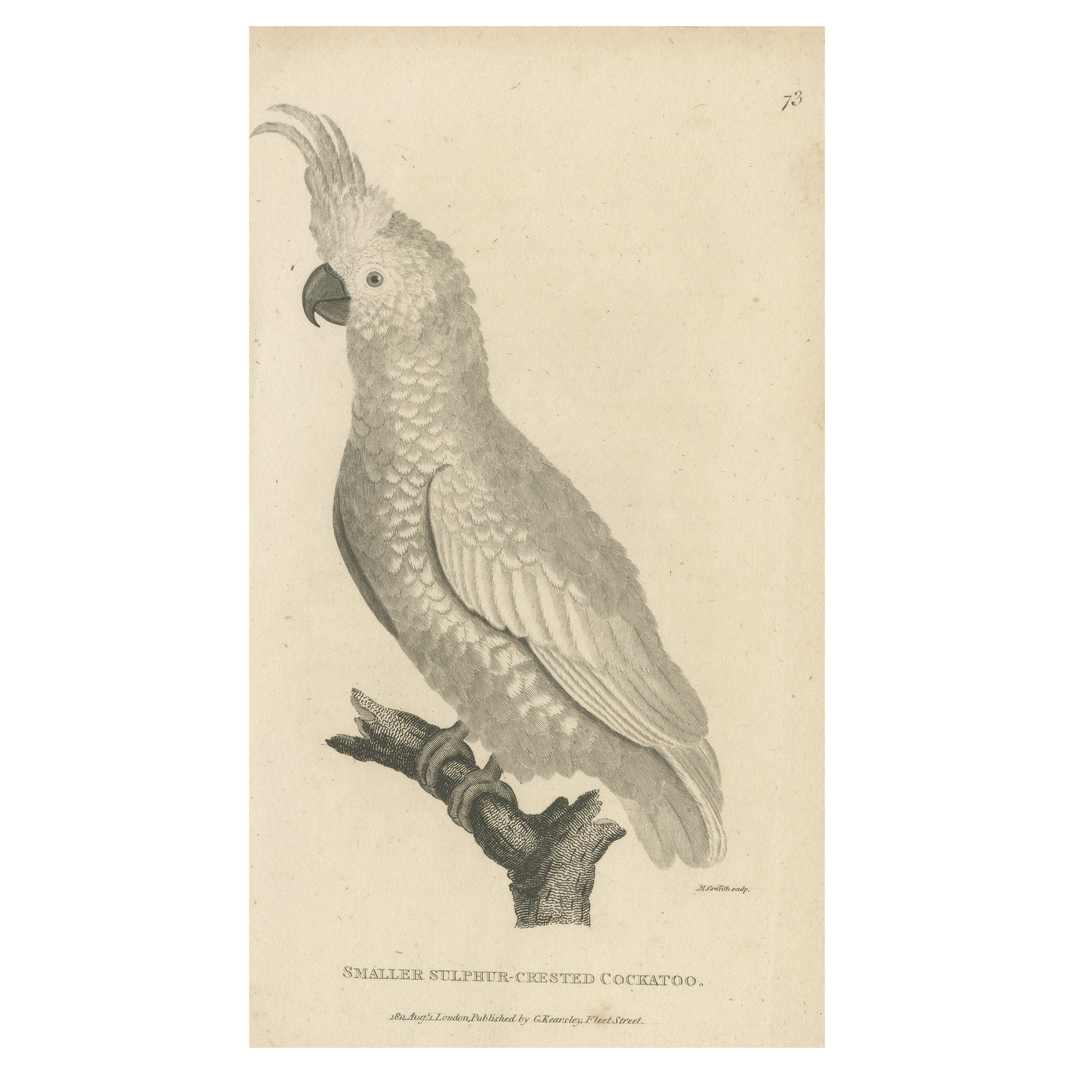 Antike antike Gravur eines auf Sulphur gehauenen Katzenvogels, um 1811