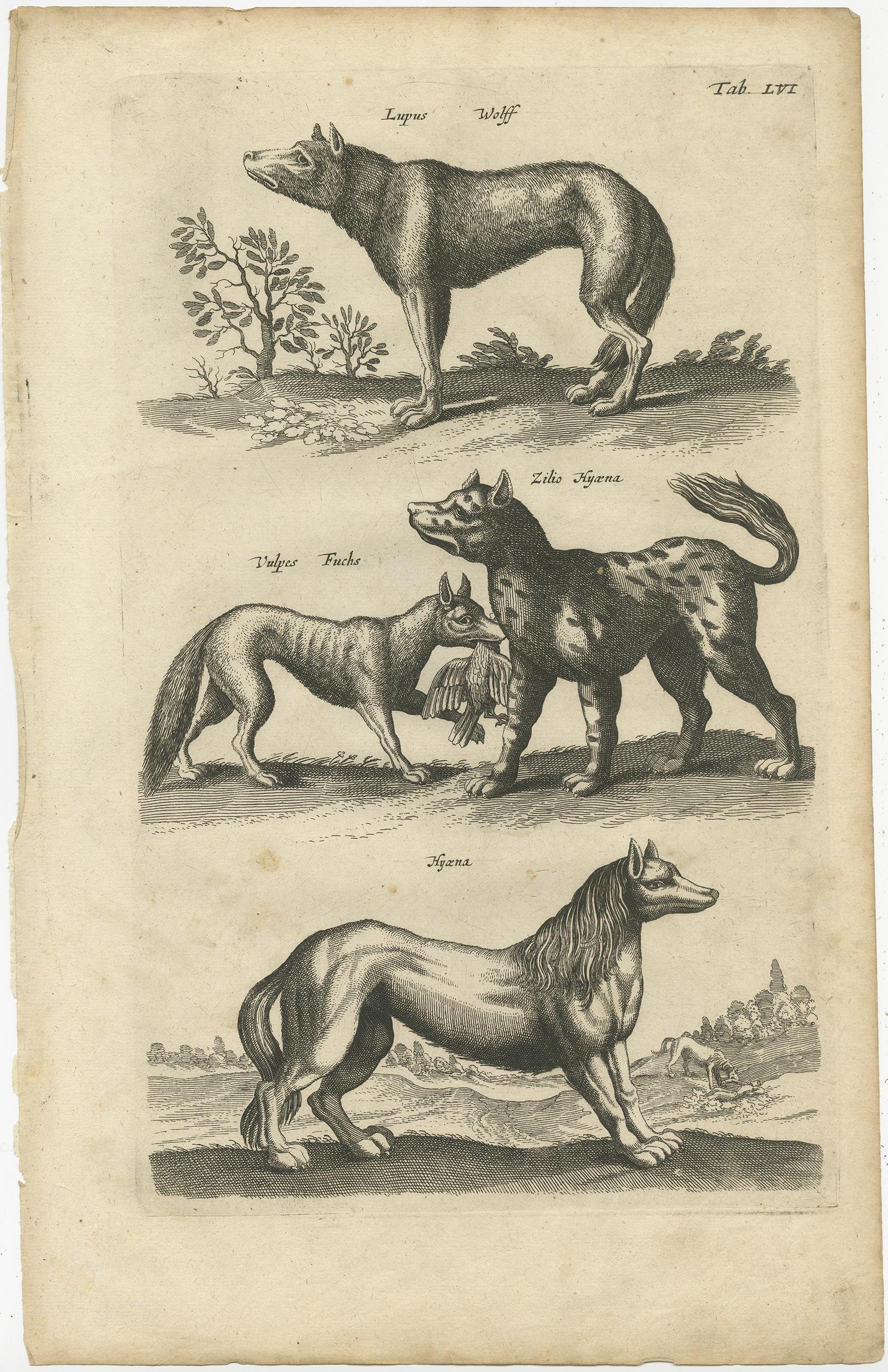 Gravure ancienne de divers animaux : Lupus, Wolff (loup) - Vulpes, Fuchs (renard) - Zilio Hyaena (hyène). Cette gravure provient de 