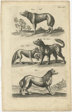 Original Antique Engraving of a Vox, Wolf and Hyenas, 1657