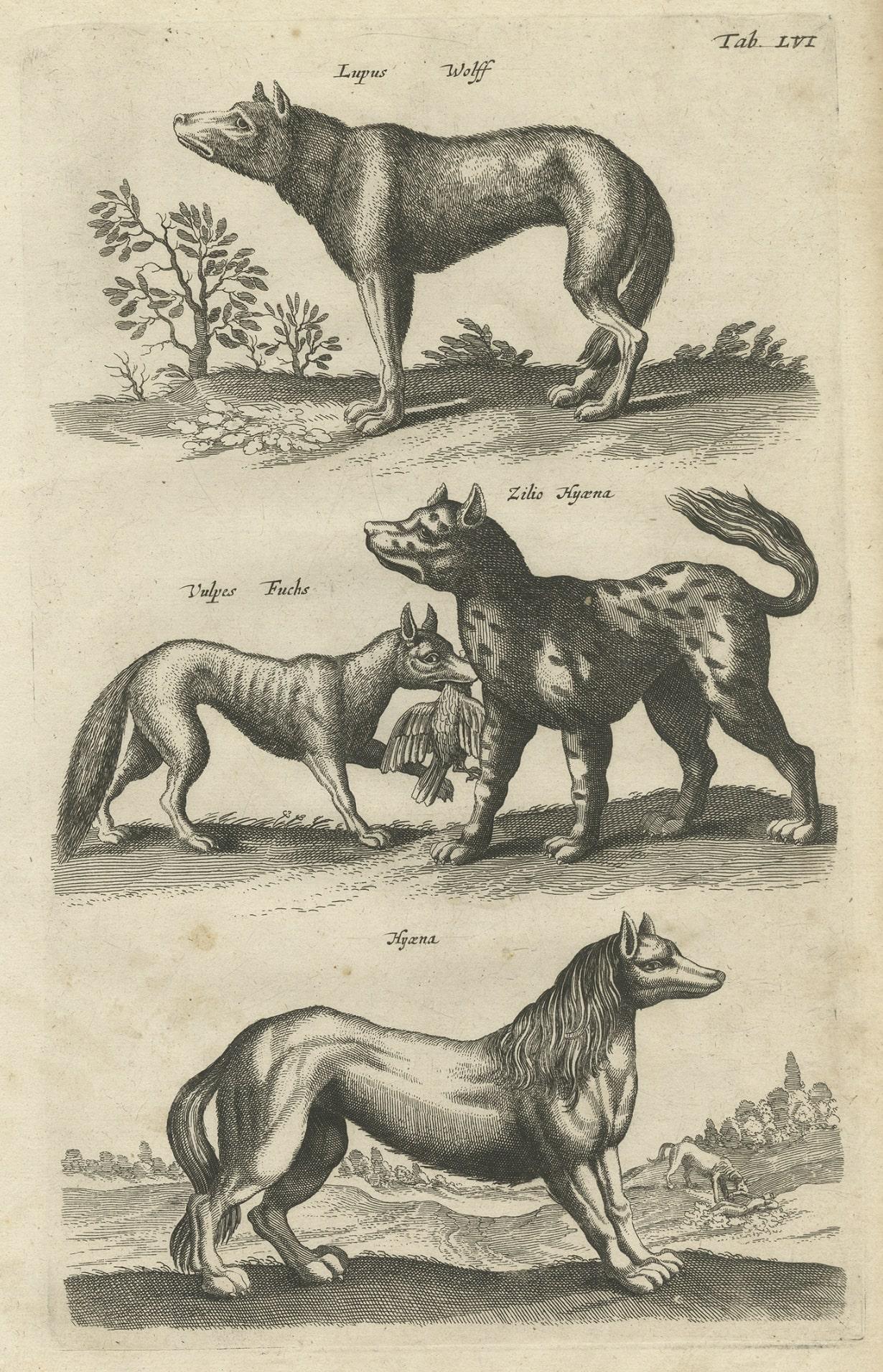 Gravure ancienne d'origine d'un Vox, d'un loup et d'un Hyenas, 1657 Bon état - En vente à Langweer, NL