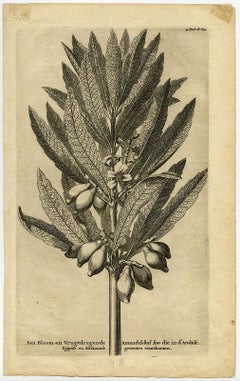 Original Antique Engraving of an Almond Branch in Arabia, Egypt or Africa, 1729