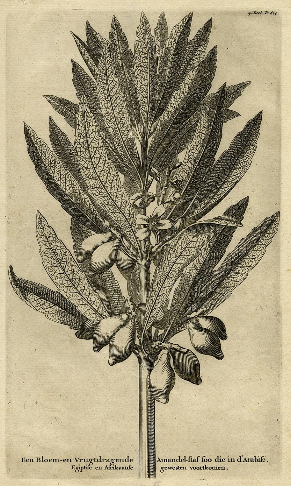 Original Antique Engraving of an Almond Branch in Arabia, Egypt or Africa, 1729 In Good Condition For Sale In Langweer, NL