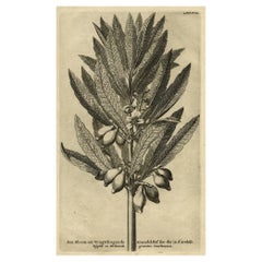 Antiker Originalstich eines Mandelzweigs in Arabien, Ägypten oder Afrika, 1729