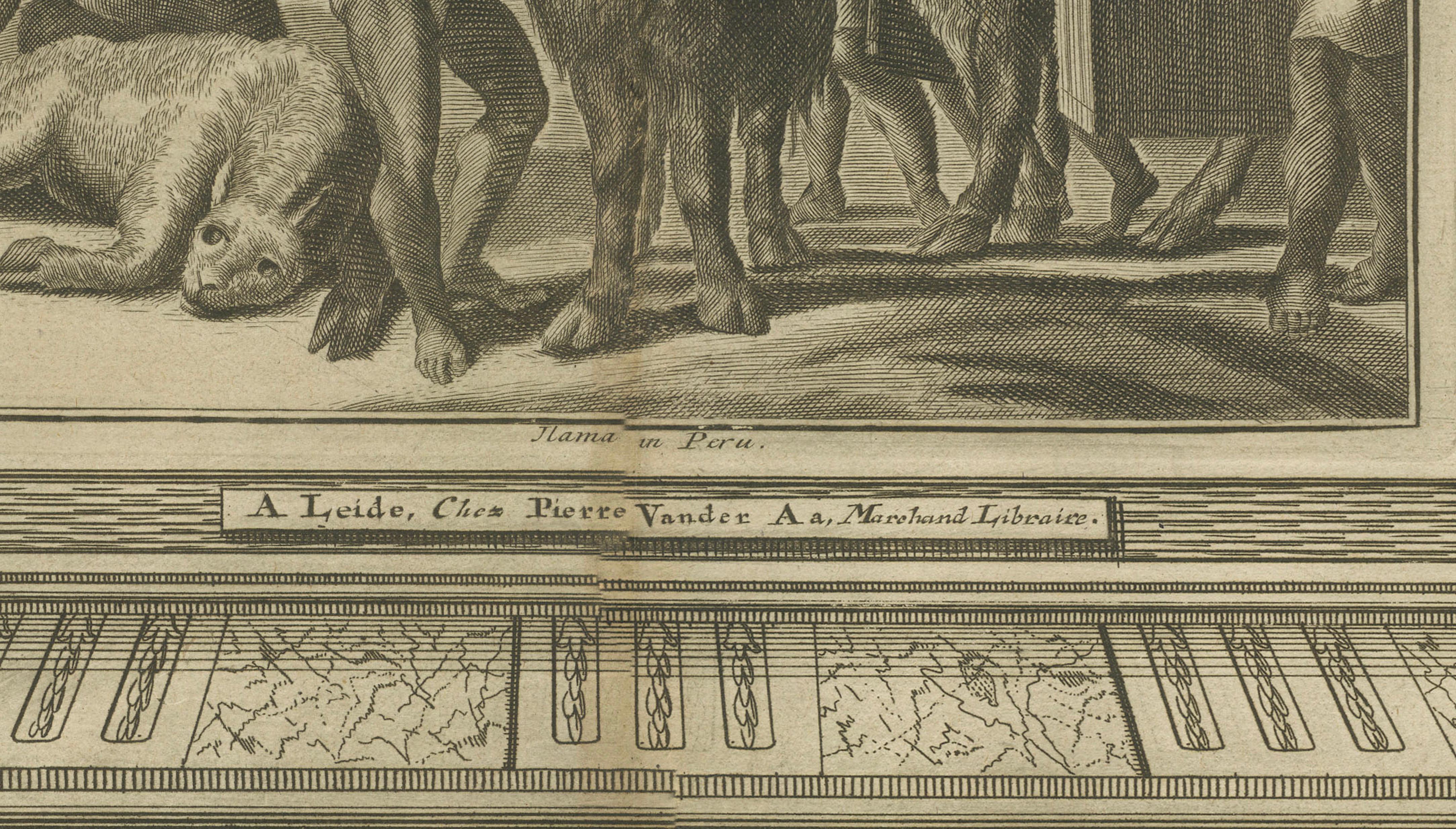 Original Antique Engraving of Peruvian Llamas by Arnoldus Montanus, c.1671