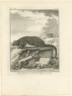 Incisione antica originale dello scoiattolo volante gigante rosso o "Le Taguan", 1766