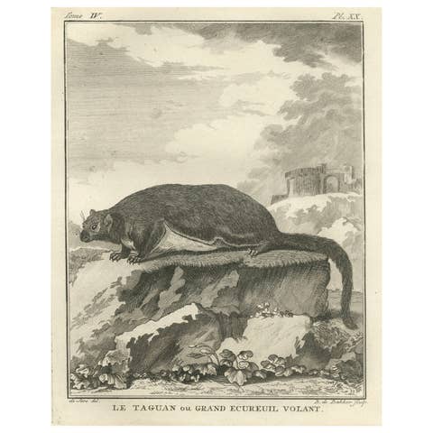 Original Antique Engraving of The Red Giant Flying Squirrel or "Le Taguan", 1766
