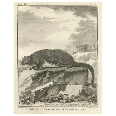 Original Antique Engraving of The Red Giant Flying Squirrel or "Le Taguan", 1766