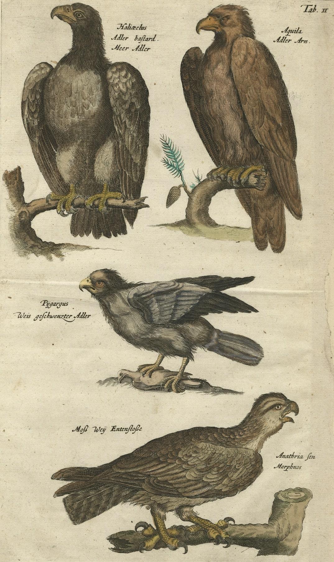 Antique print, titled: 'Haliaetus Adler (…).' - This plate shows various birds of prey; Haliaetus, Adler, Meer Adler (White-tailed Eagle, Sea Eagle) - Aquila, Adler (Eagles species) - Pygargus, Weis geschwenzter Adler (Harrier) - Anathria seu