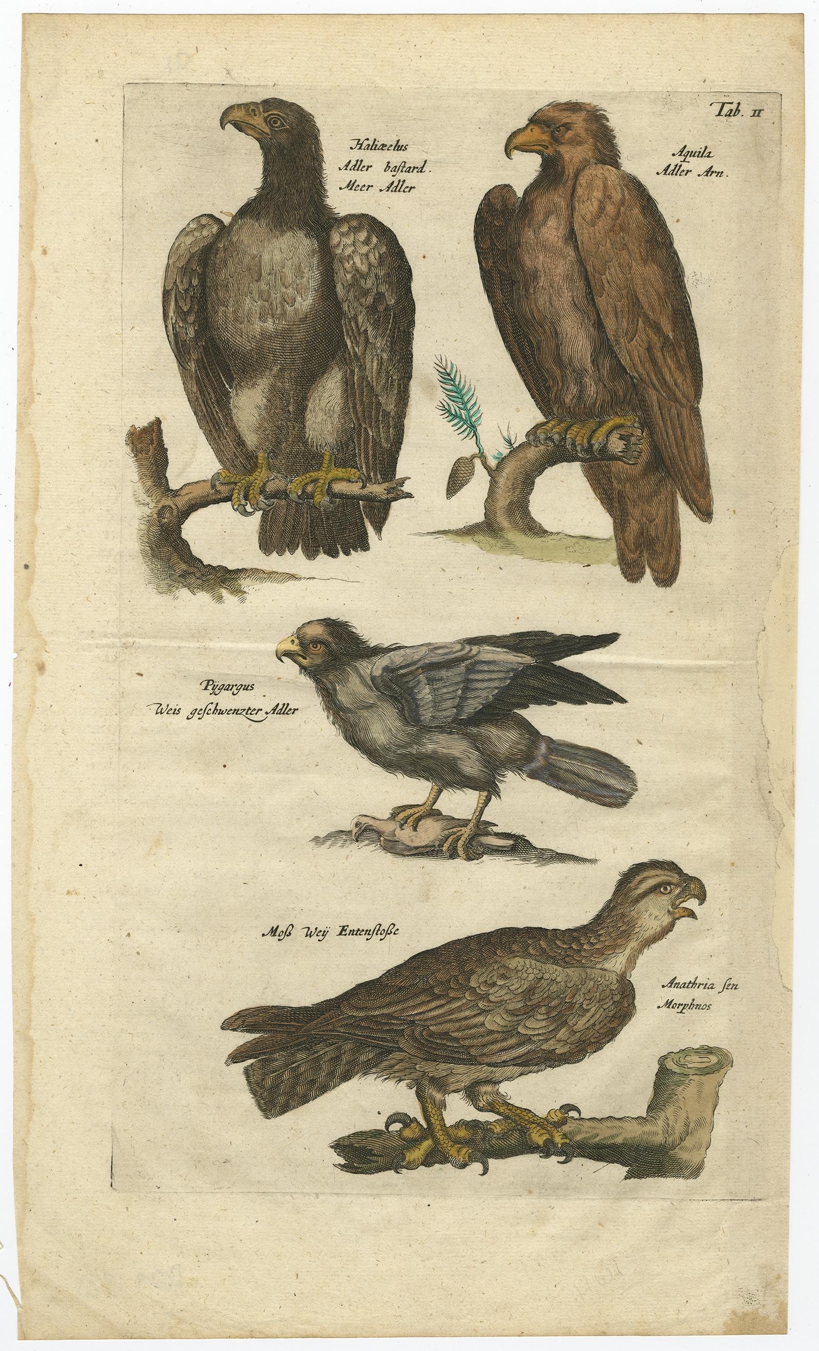 Original Antique Engraving of Various Birds of Prey, like Eagles & Harrier, 1657 In Good Condition For Sale In Langweer, NL