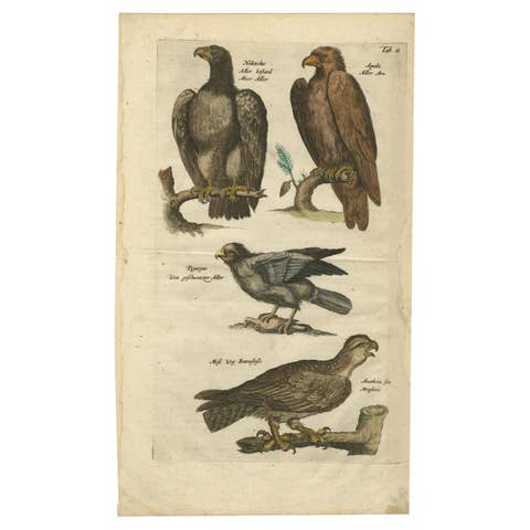 Original Antique Engraving of Various Birds of Prey, like Eagles & Harrier, 1657