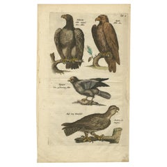 Gravure ancienne originale représentant divers oiseaux de proie, comme des aigles et un Harrier, 1657