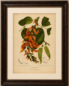 Cromolitografia botanica originale d’epoca raffigurante la “Fiamma della foresta”, 1880 circa