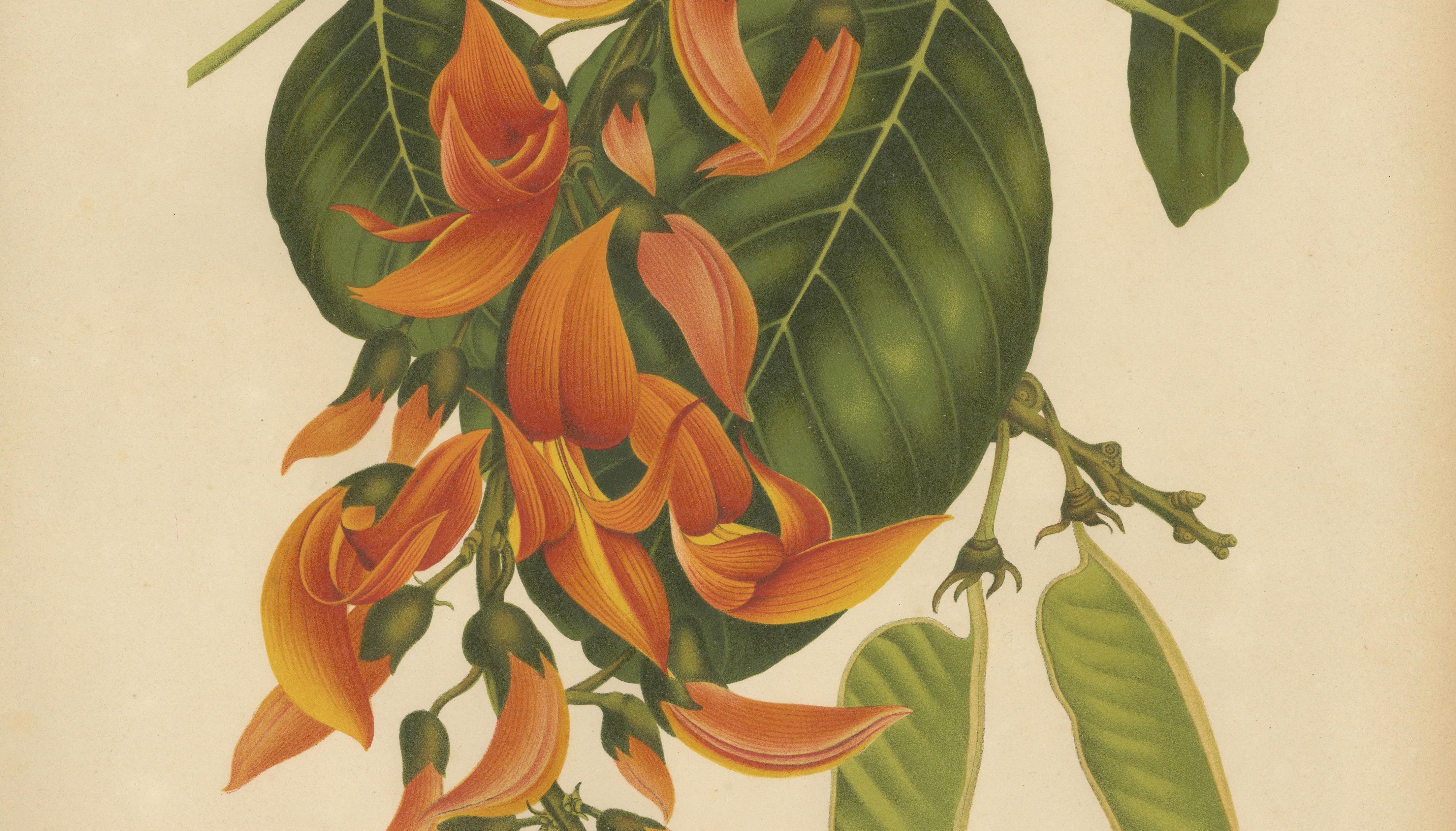 Original Antique Flame of the Forest Botanical Chromolithograph, ca.1880