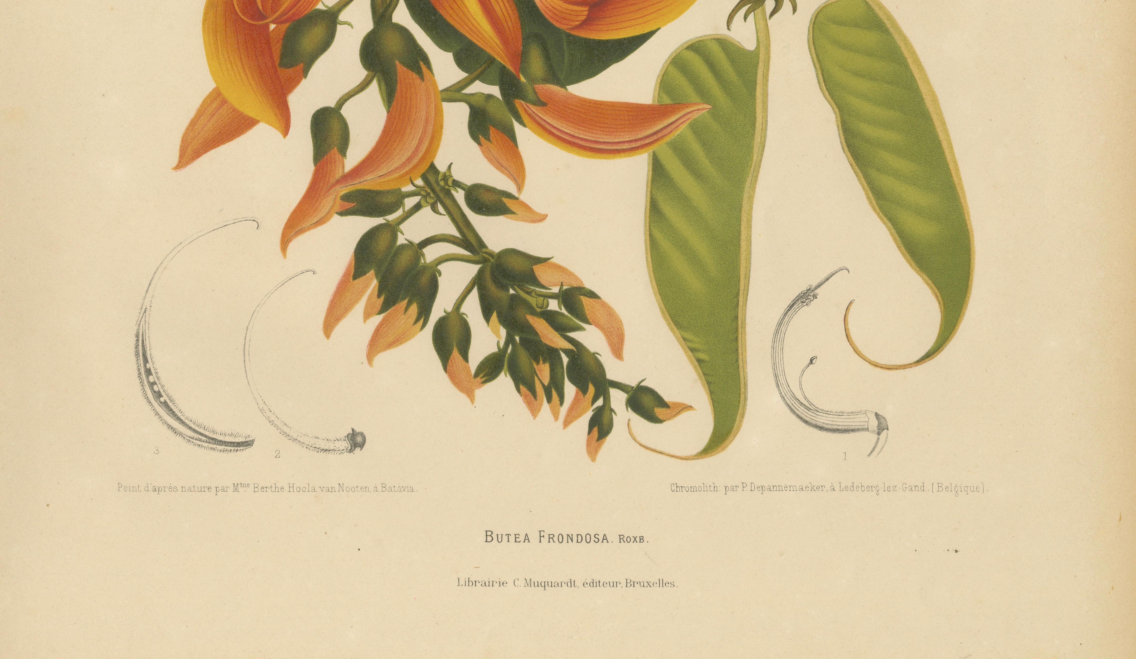 Original Antique Flame of the Forest Botanical Chromolithograph, ca.1880