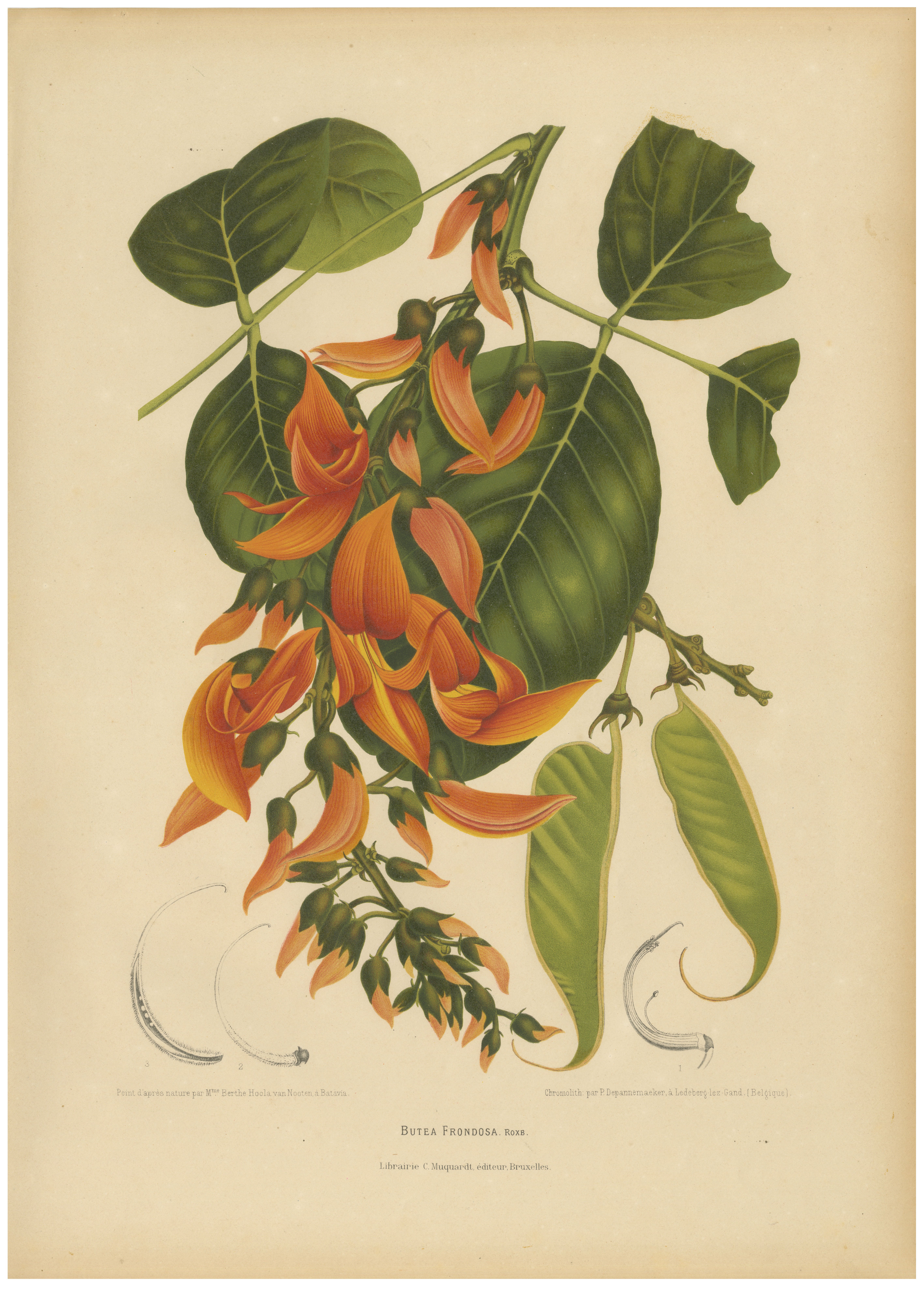 Original Antique Flame of the Forest Botanical Chromolithograph, ca.1880