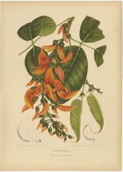 Original Antique Flame of the Forest Botanical Chromolithograph, ca.1880