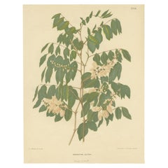 Impression originale et ancienne de fleurs de la décoration indigofera, 1879