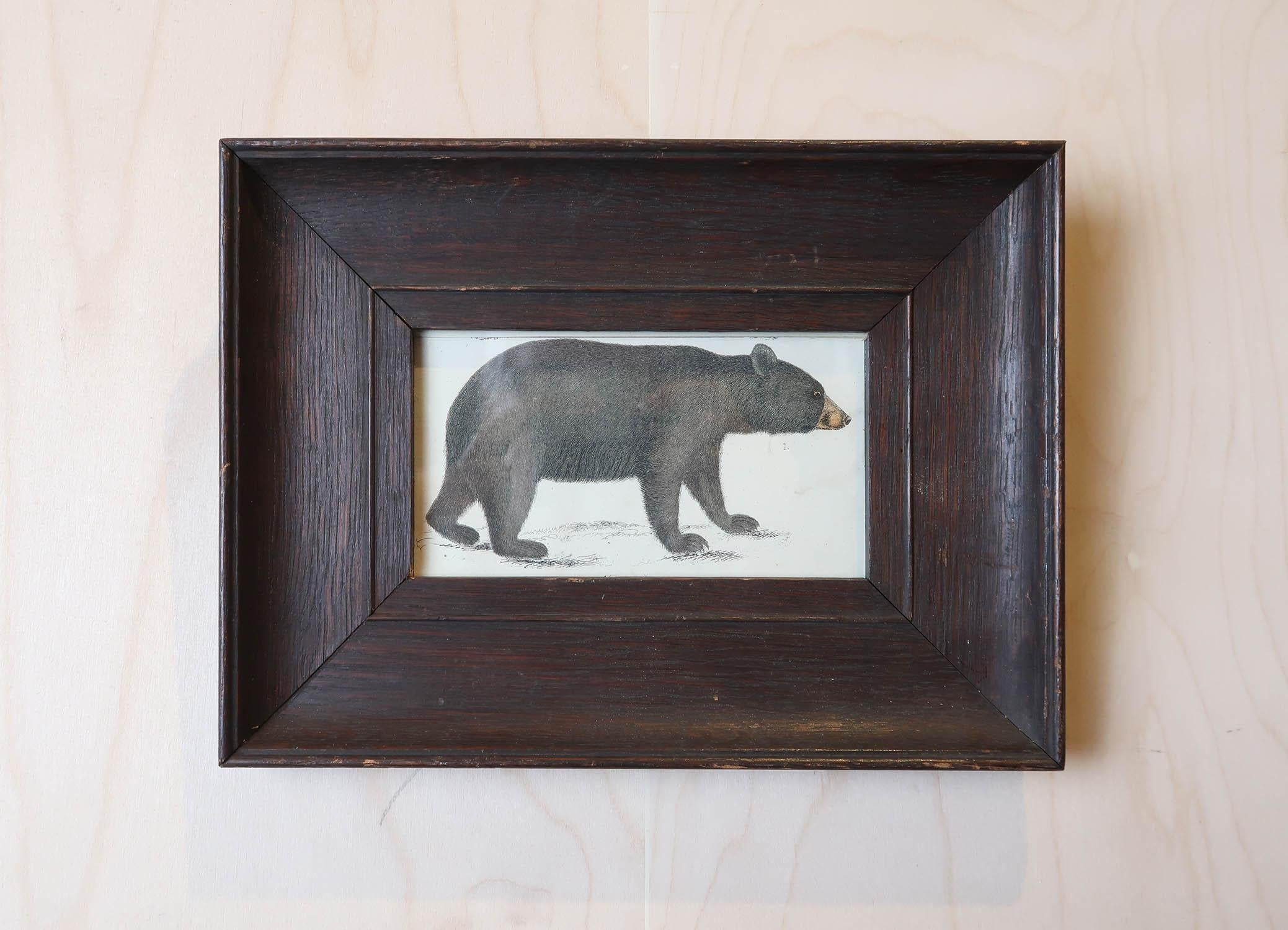Superbe image d'un ours noir présentée dans un cadre en chêne vieilli.

Lithographie d'après le Cpt. Brown avec couleur originale à la main.

Publié en 1847.





