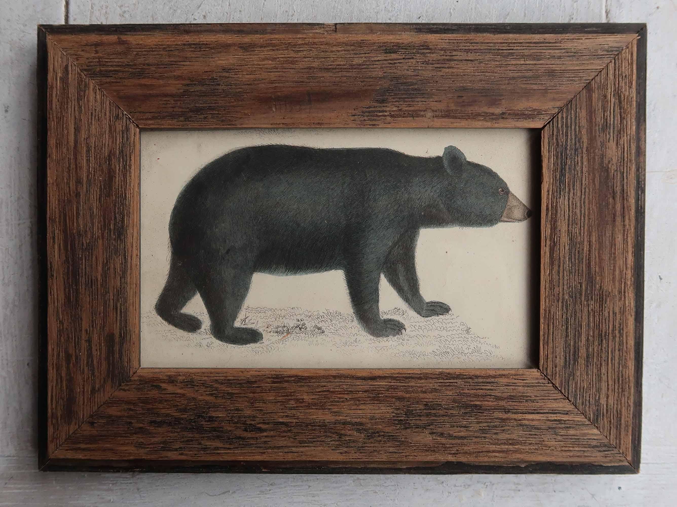 Grande image d'un ours noir présentée dans un cadre en chêne antique

Lithographie d'après le Cpt. Brown avec couleur originale à la main.

Veuillez noter que la zone sombre à droite de l'impression est une ombre.

Publié en 1847.





