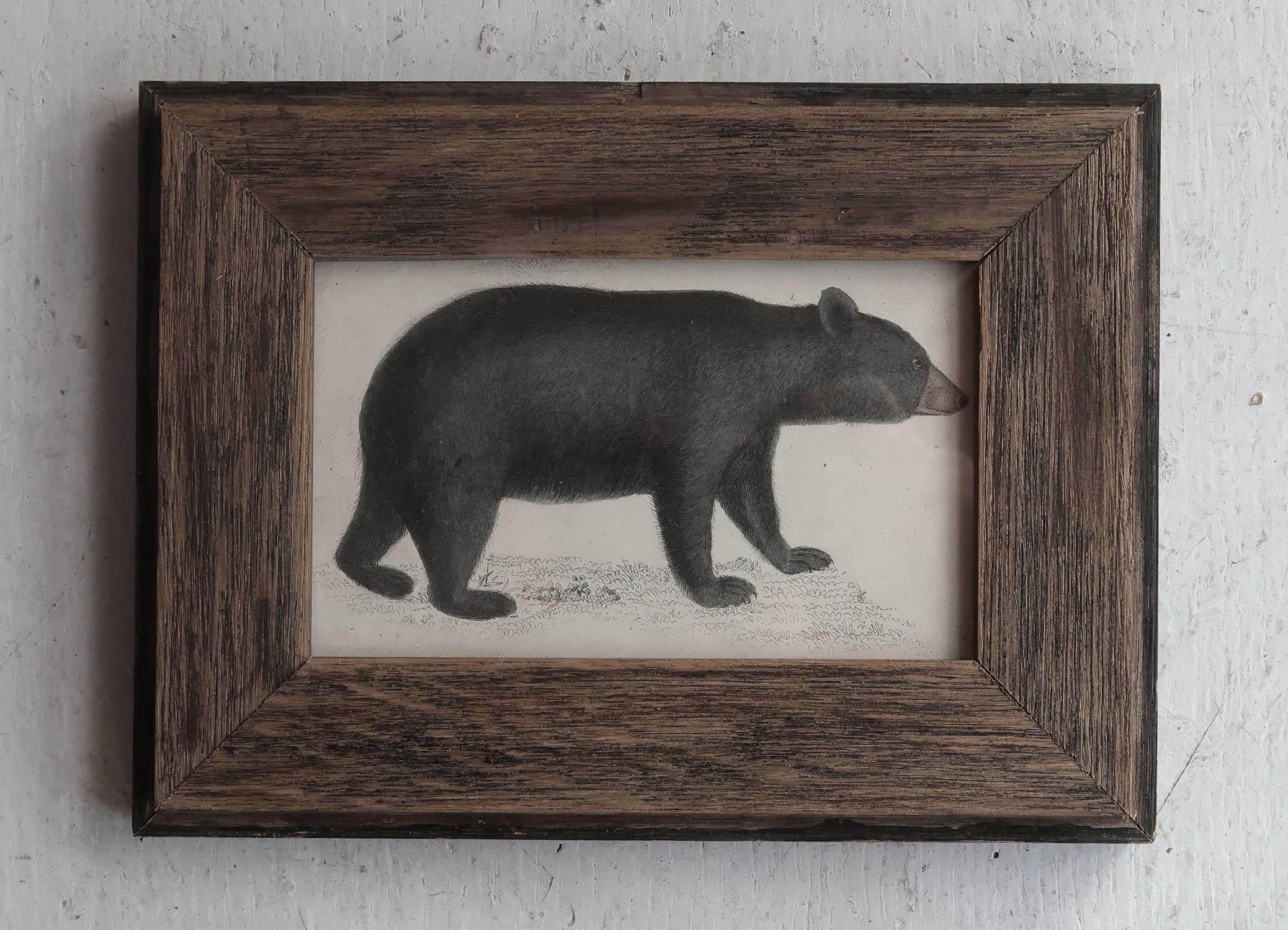 Arte popolare Stampa antica originale con cornice di un orso nero, 1847 in vendita