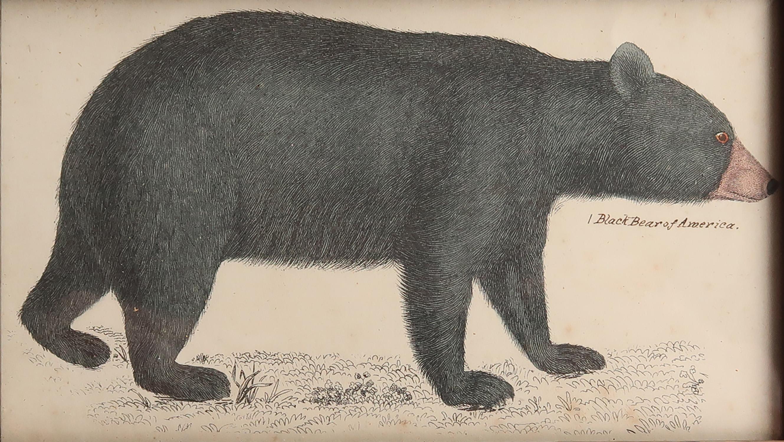 Artisanat Impression originale et encadrée d'un ours noir, 1847 en vente