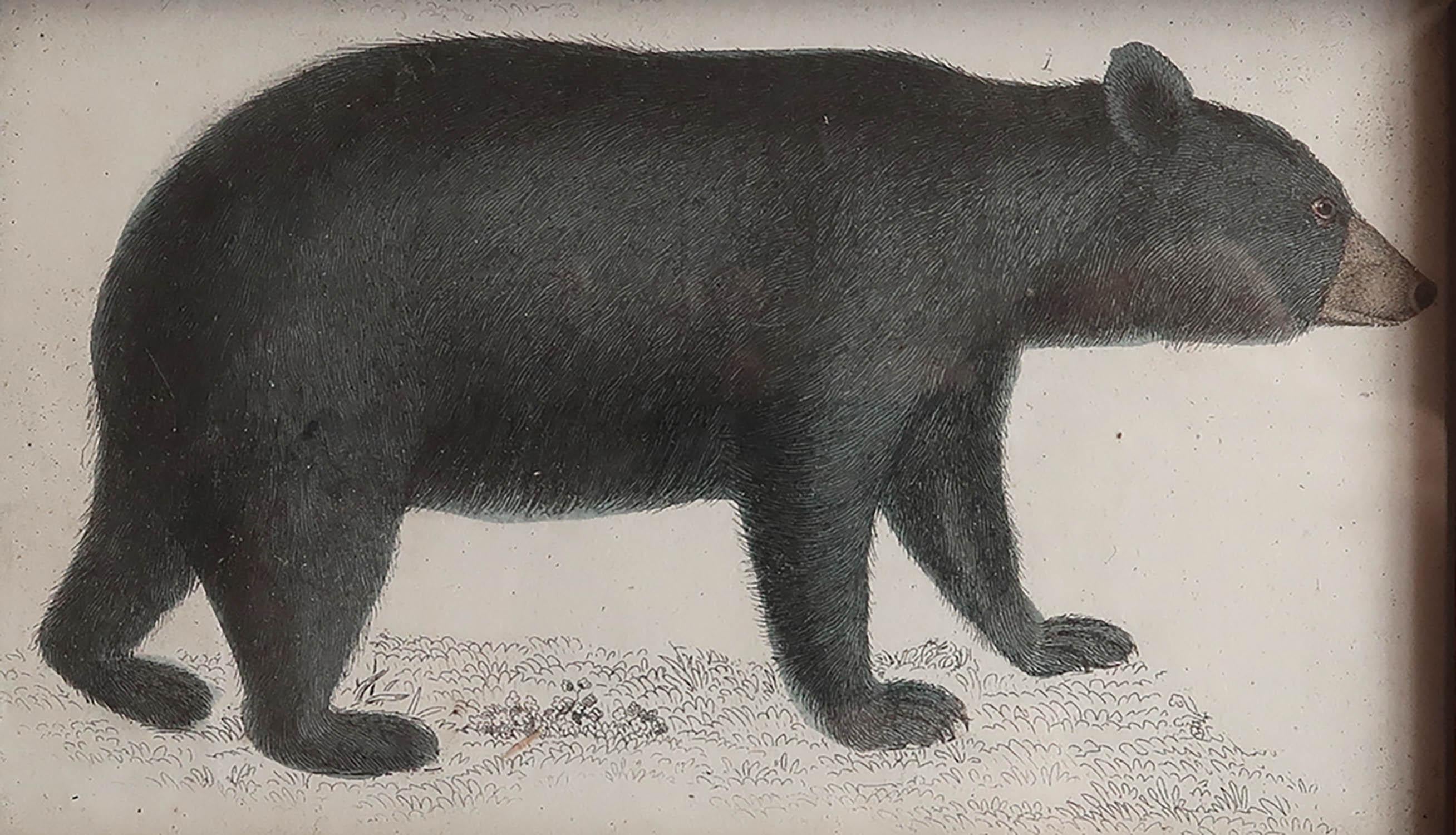 Altro Stampa antica originale con cornice di un orso nero, 1847 in vendita