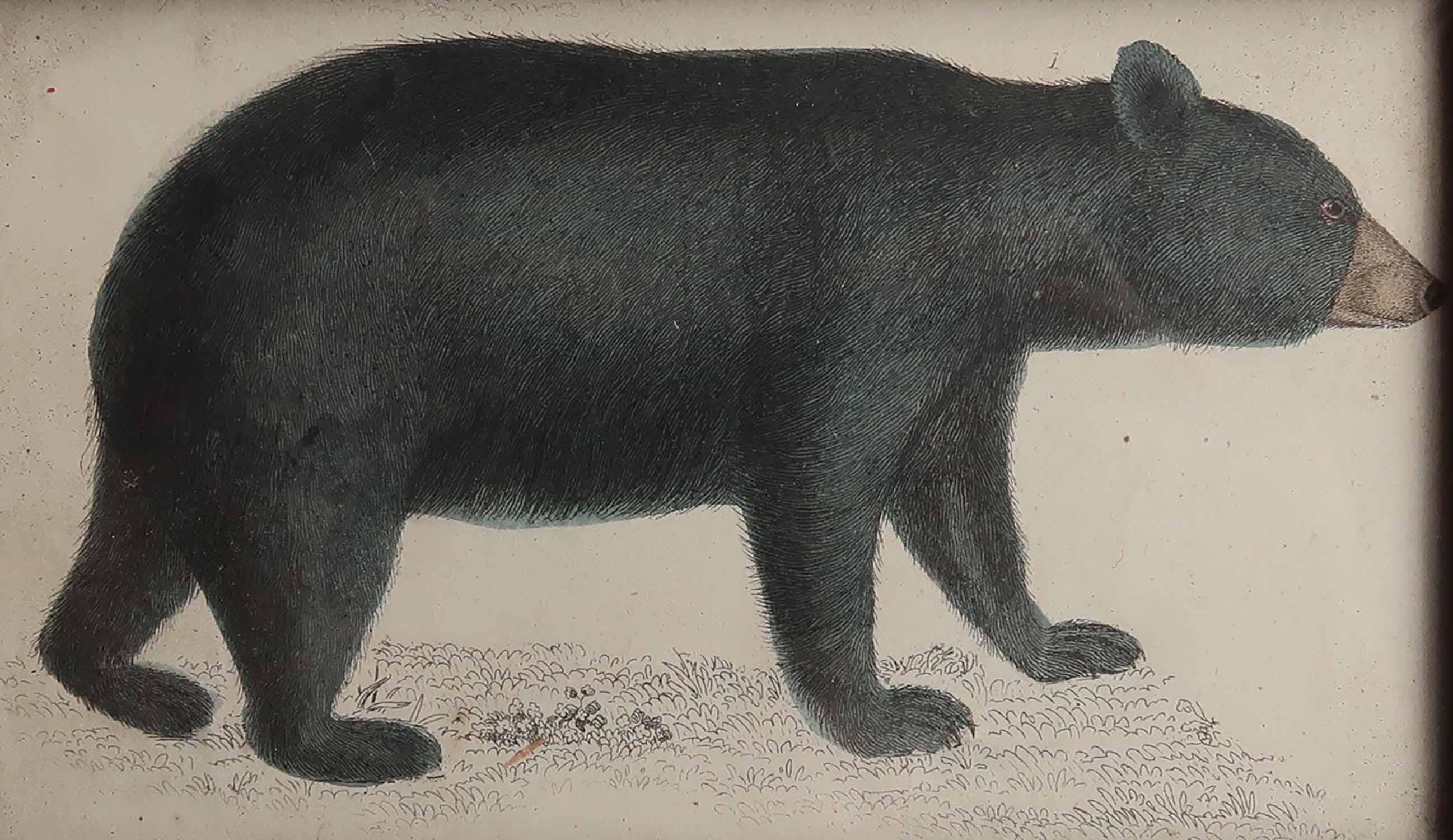 Anglais Impression originale et encadrée d'un ours noir, 1847 en vente