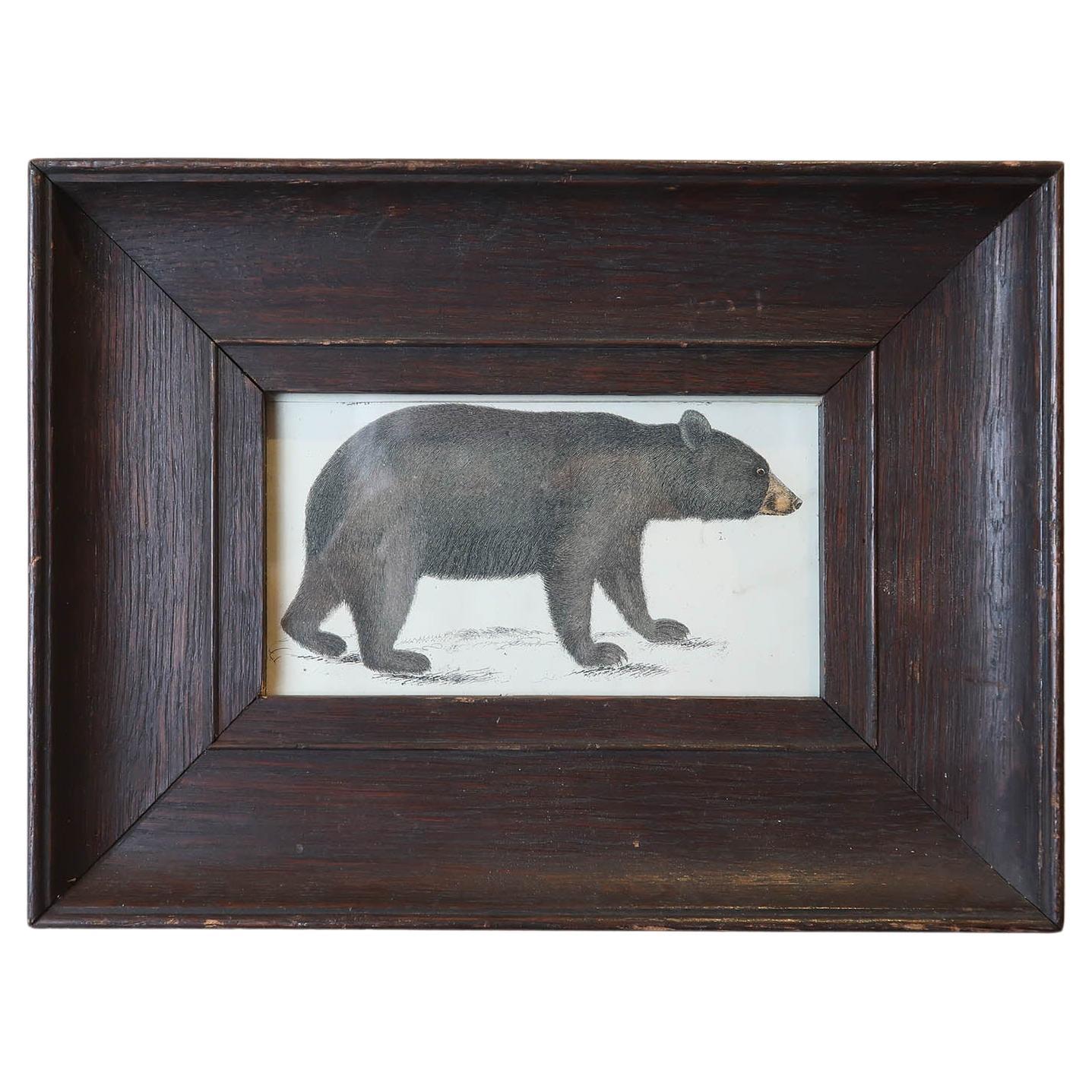 Original Antique Framed Print of a Black Bear, 1847