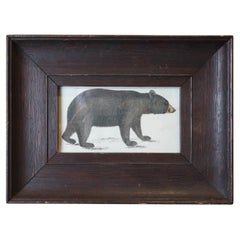 Original Antiker gerahmter Druck eines schwarzen Bären, 1847