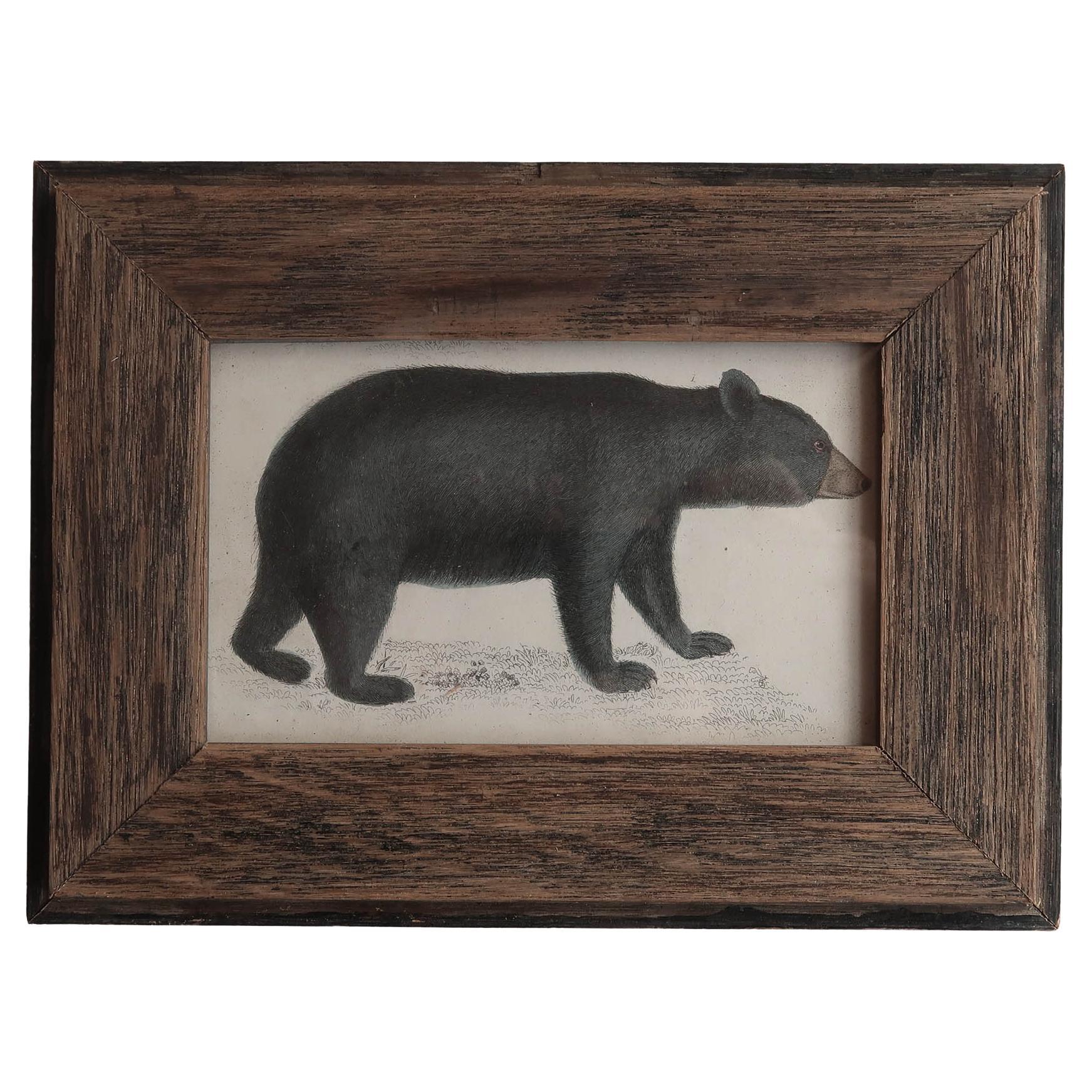 Grande immagine di un orso nero presentata in una cornice di quercia antica

Litografia dopo Cpt. Brown con colori originali a mano.

Si prega di notare che l'area scura a destra della stampa è un'ombra.

Pubblicato, 1847.





