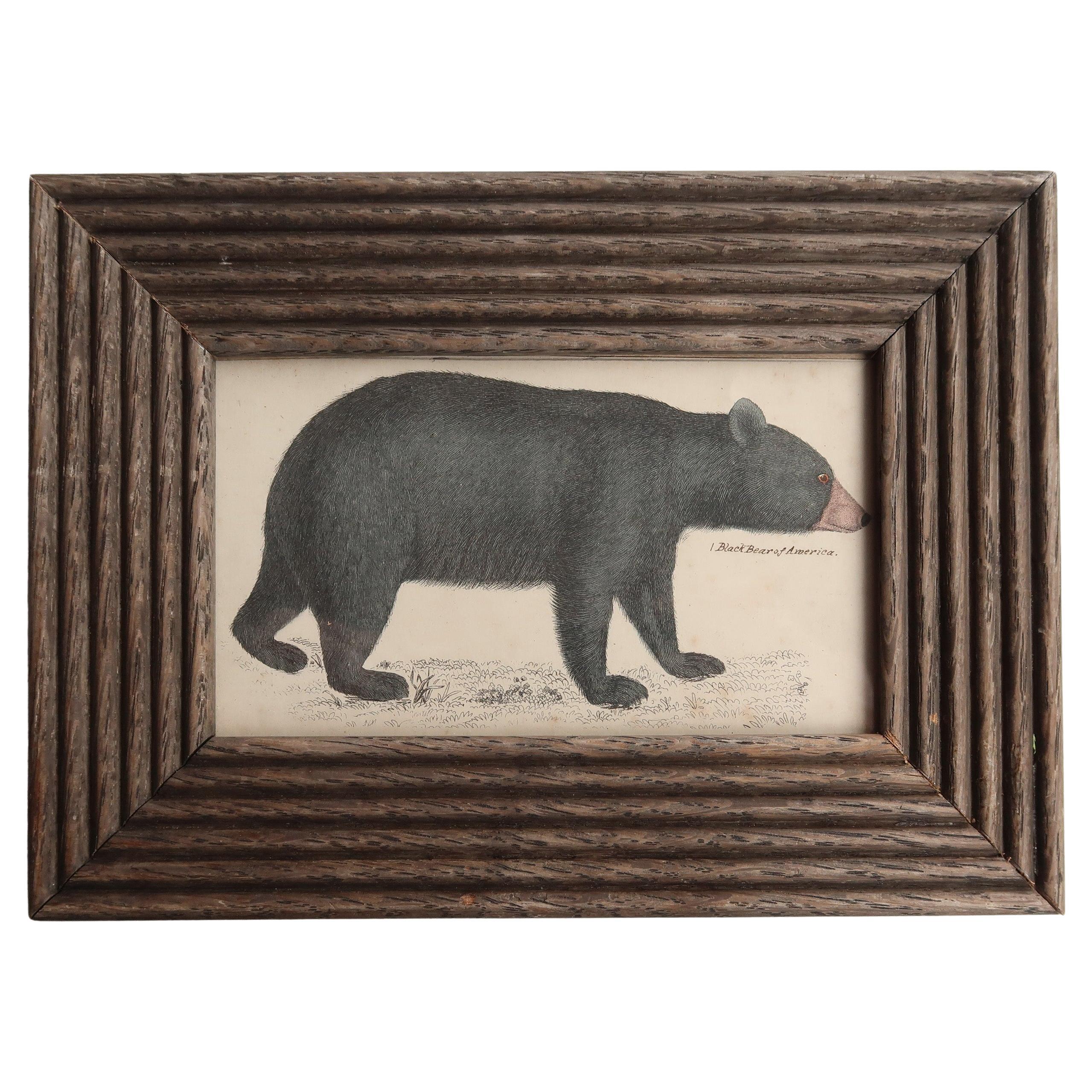 Impression originale et encadrée d'un ours noir, 1847