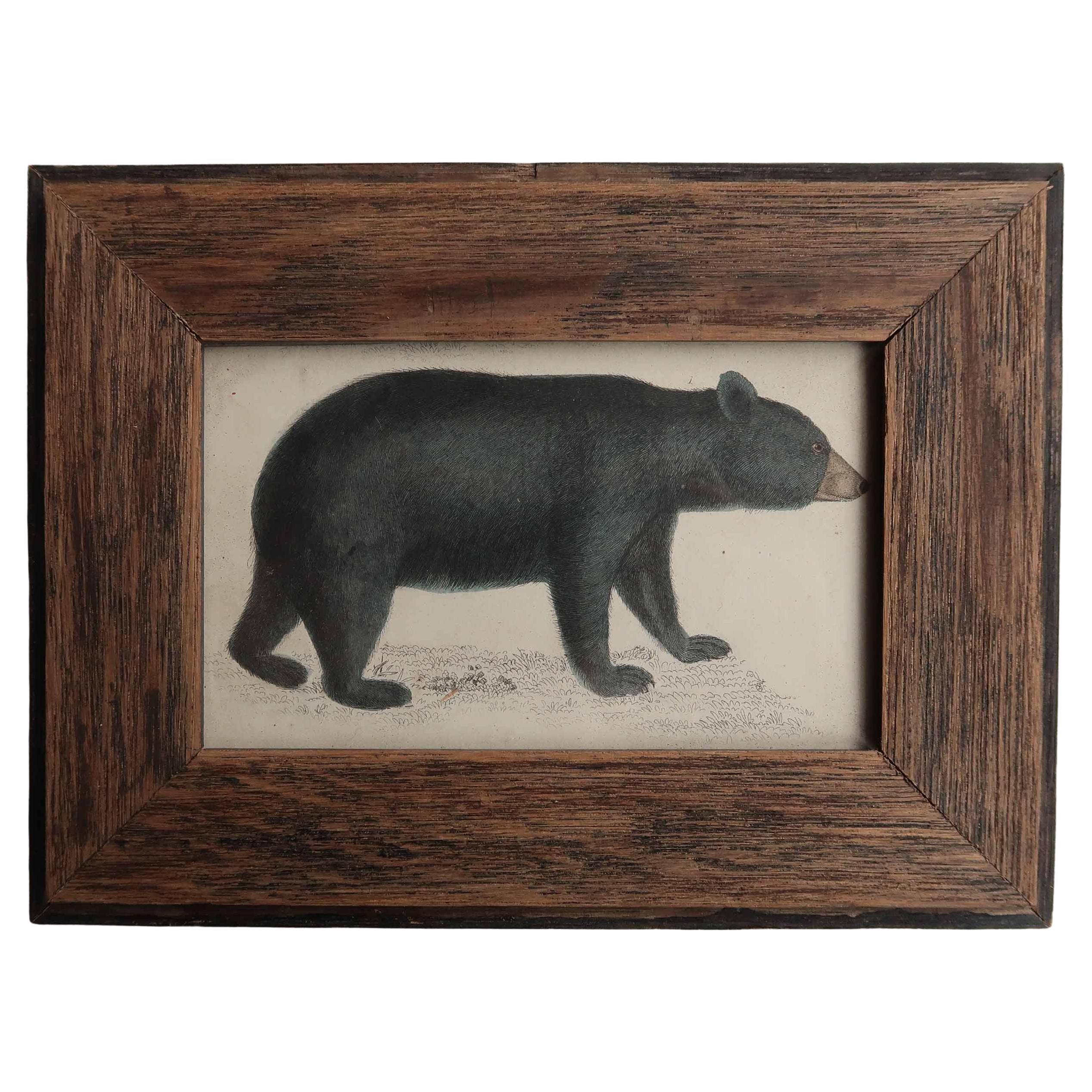 Original Antiker gerahmter Druck eines schwarzen Bären, 1847