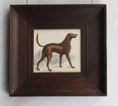 Original Antique Framed Print of a Bloodhound, 1847