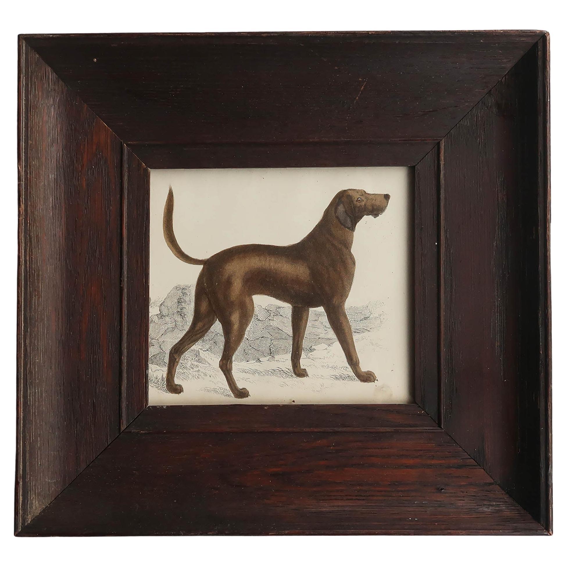 Original Antique Framed Print of a Bloodhound, 1847