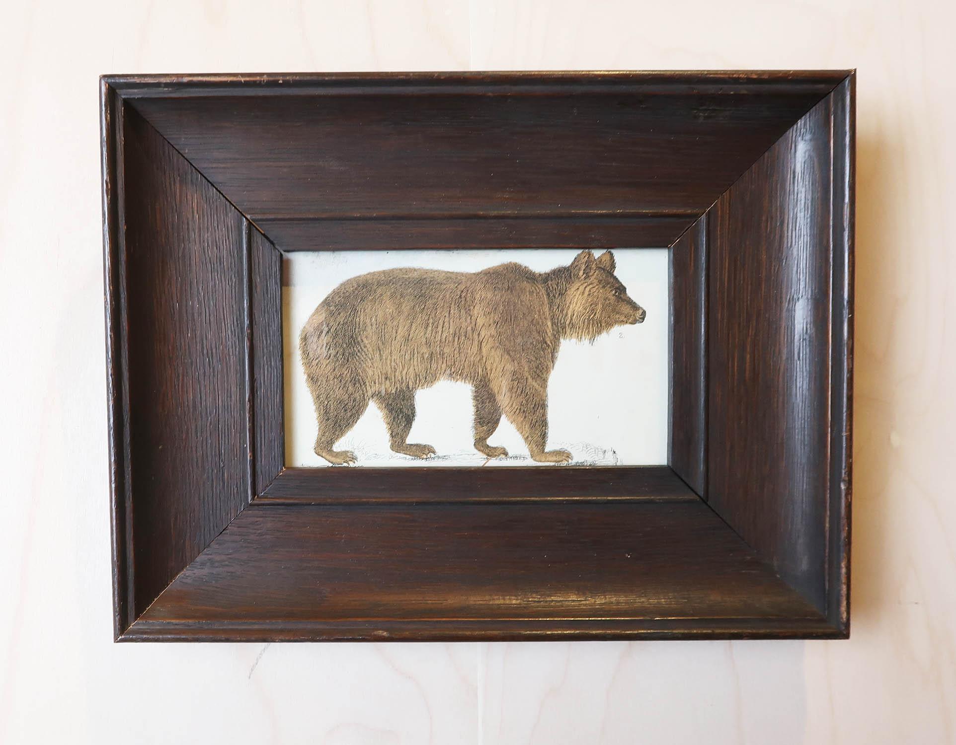 Superbe image d'un ours brun présentée dans un cadre en chêne vieilli.

Lithographie d'après le Cpt. Brown avec couleur originale à la main.

Publié en 1847.






