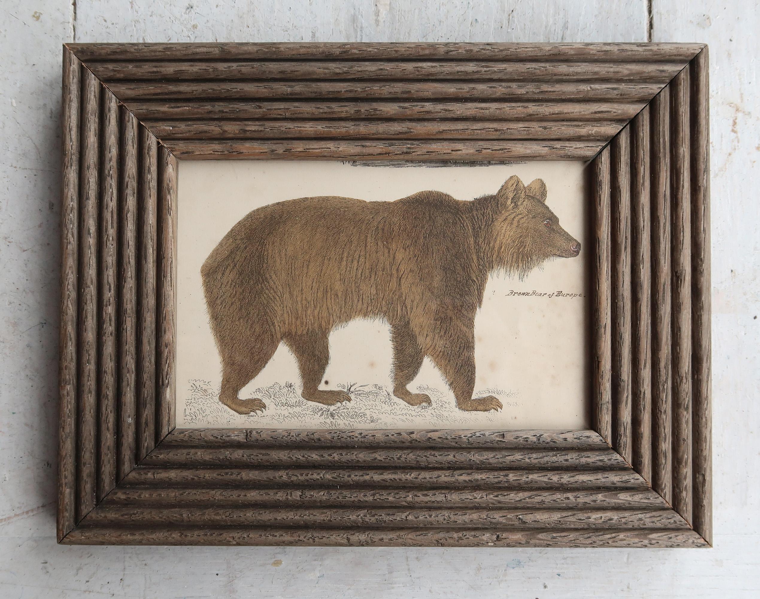 Grande image d'un ours brun présentée dans un cadre en chêne antique

Lithographie d'après le Cpt. Brown avec couleur originale à la main.

Veuillez noter que la zone sombre à droite de l'impression est une ombre.

Publié en 1847.





