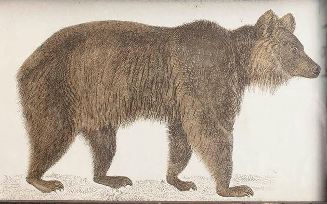 Folk Art Original Antique Framed Print of a Brown Bear, 1847
