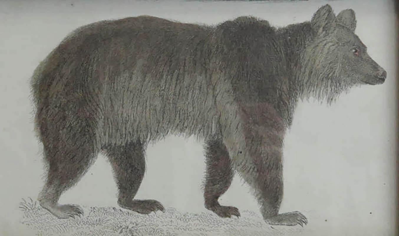 Folk Art Original Antique Framed Print of a Brown Bear, 1847