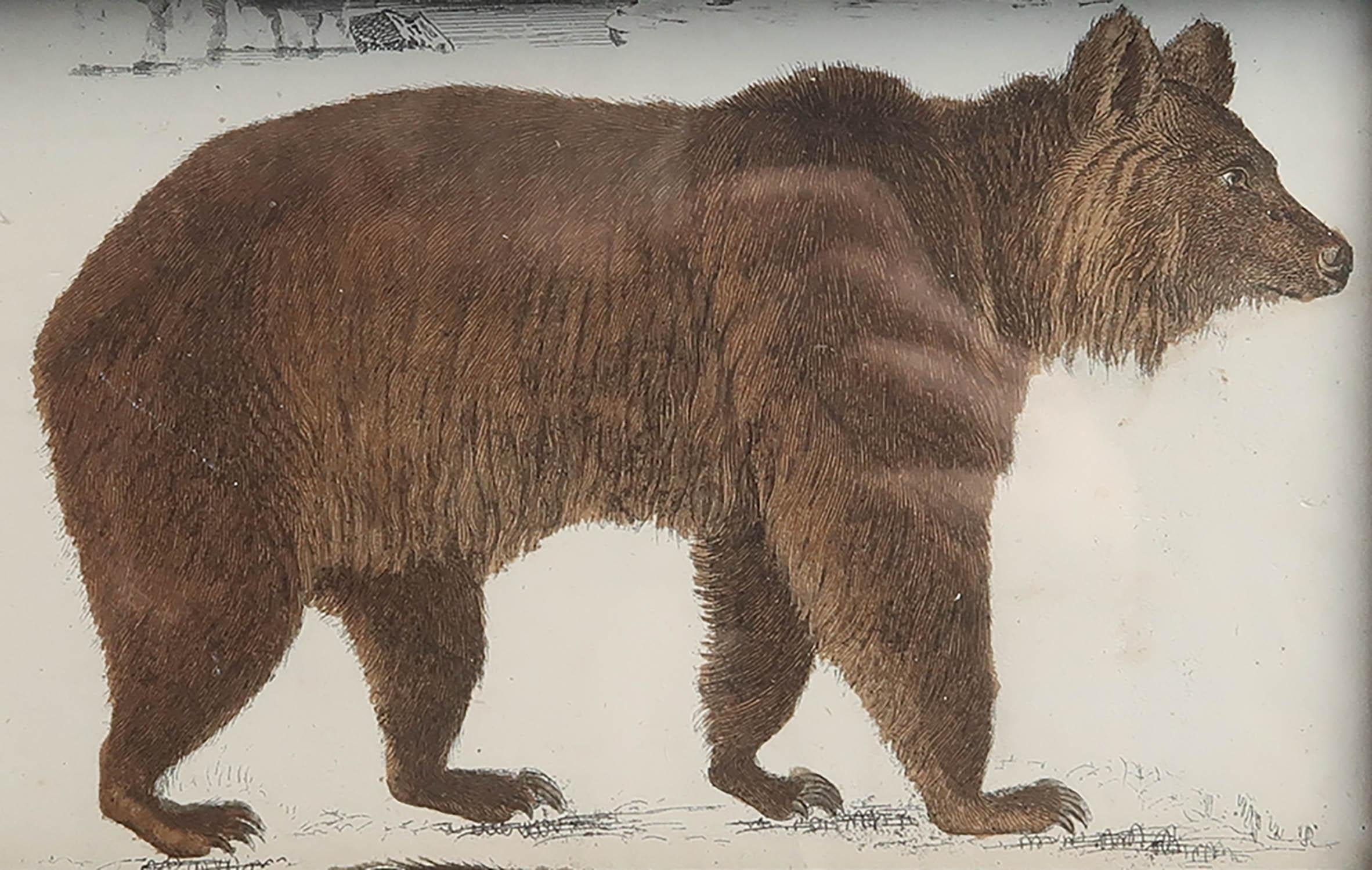 Folk Art Original Antique Framed Print of a Brown Bear, 1847