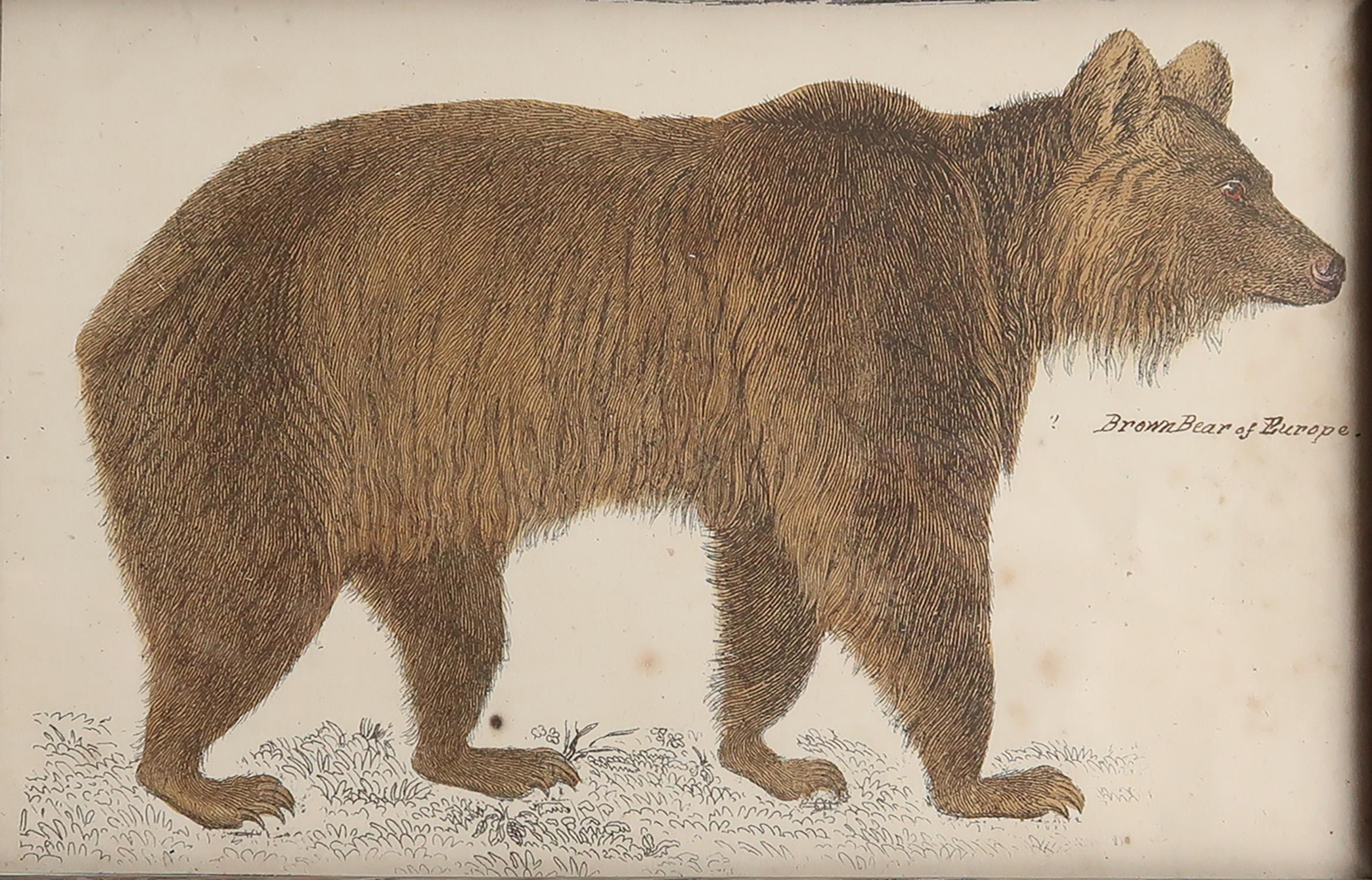 Artisanat Impression d'origine encadrée d'un ours brun, 1847 en vente