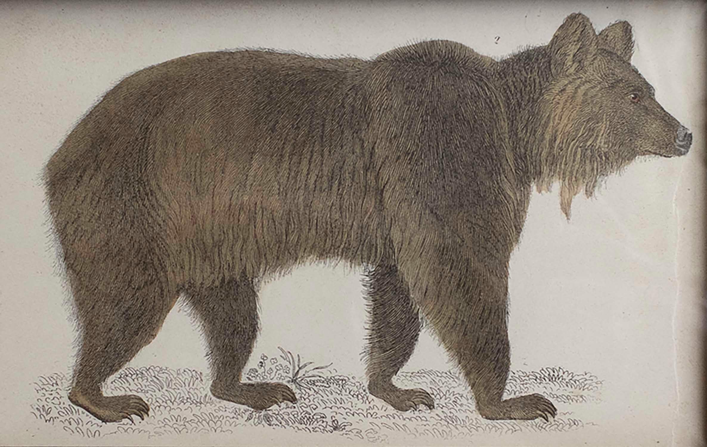 English Original Antique Framed Print of a Brown Bear, 1847