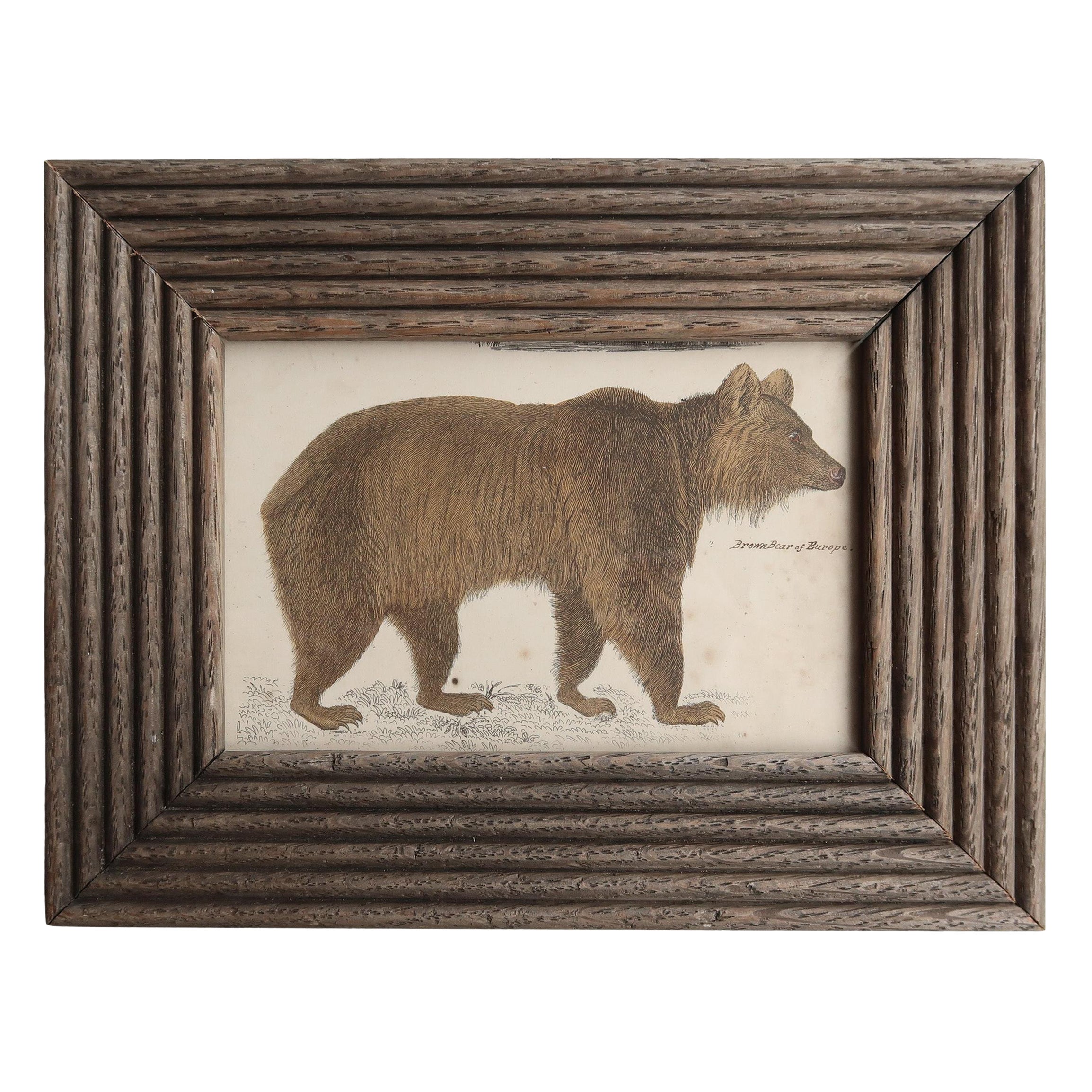 Impression d'origine encadrée d'un ours brun, 1847
