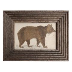 Impression d'origine encadrée d'un ours brun, 1847