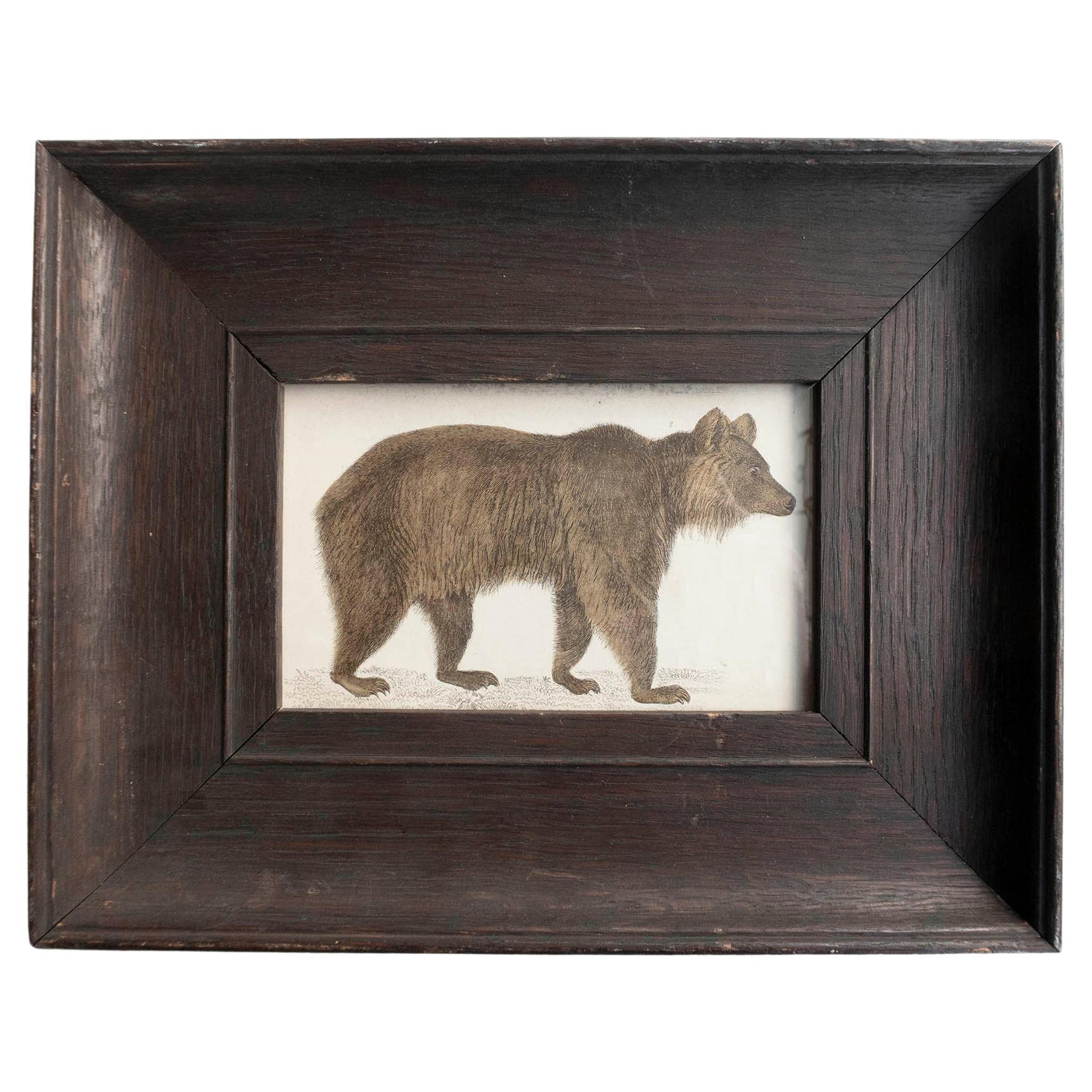 Original Antique Framed Print of a Brown Bear, 1847