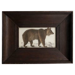 Impression d'origine encadrée d'un ours brun, 1847