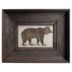 Original Antique Framed Print of a Brown Bear, 1847