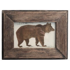 Original Antique Framed Print of a Brown Bear, 1847