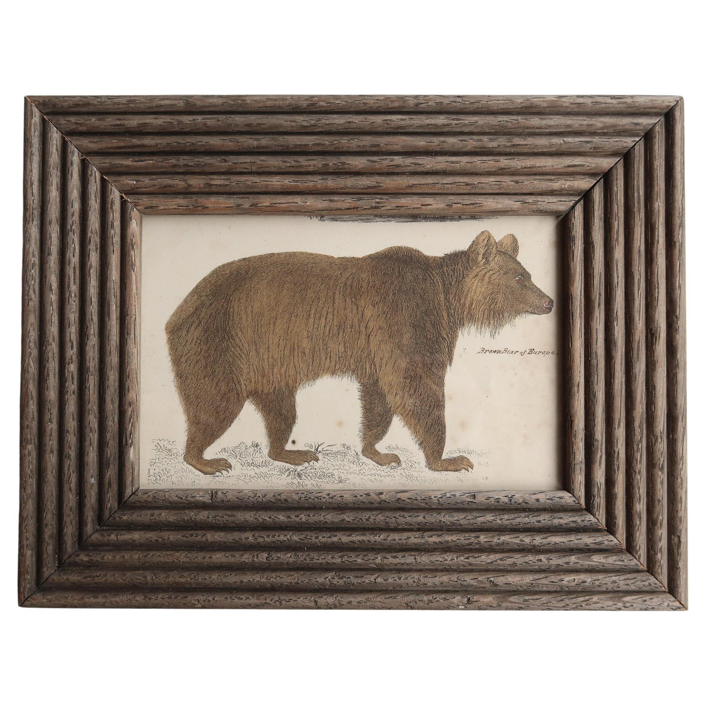 Impression d'origine encadrée d'un ours brun, 1847