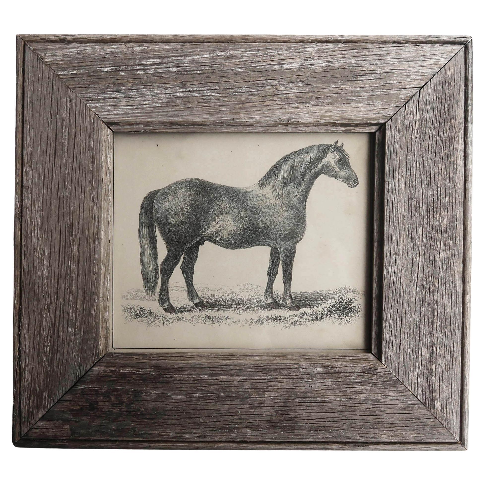 Original Antique Framed Print of a Grey Racehorse, 1847